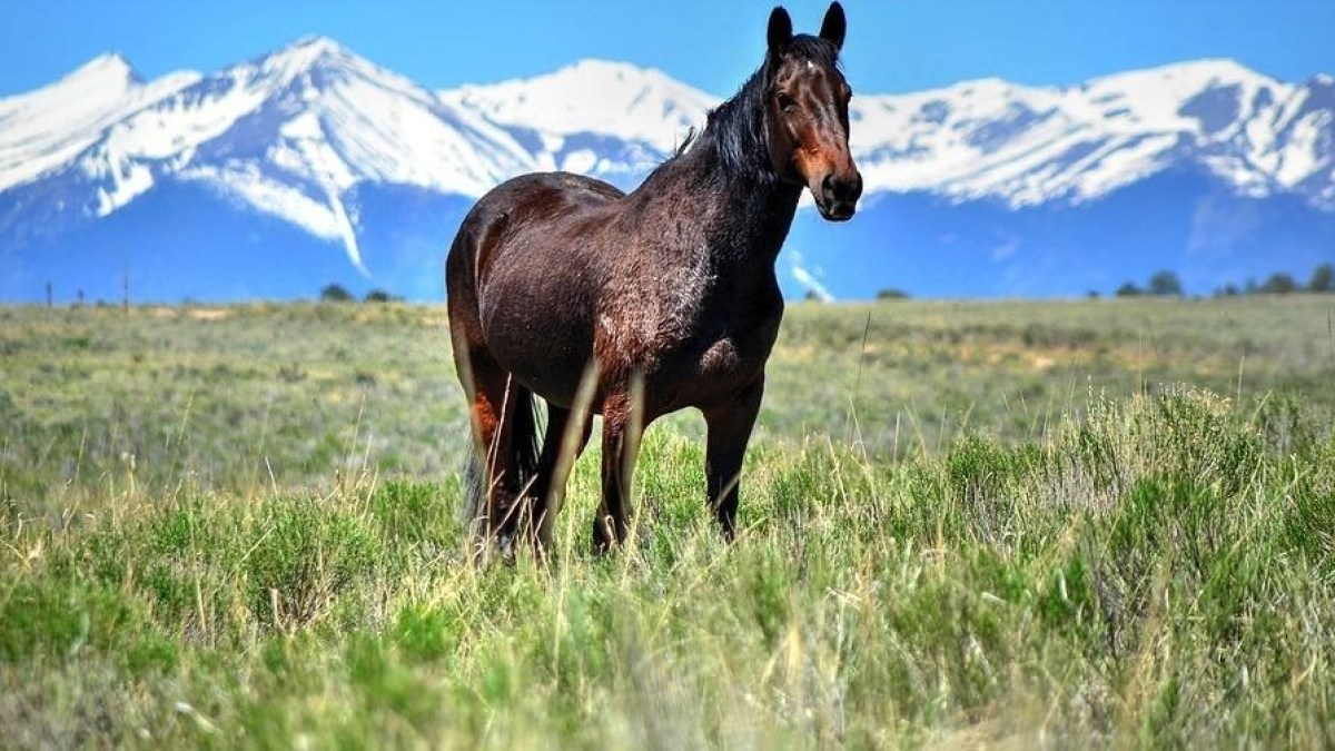 trail rides colorado