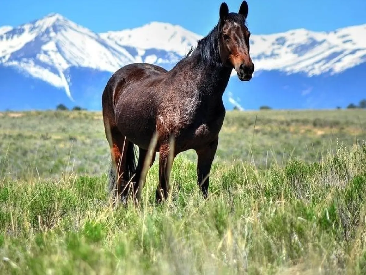 trail rides colorado