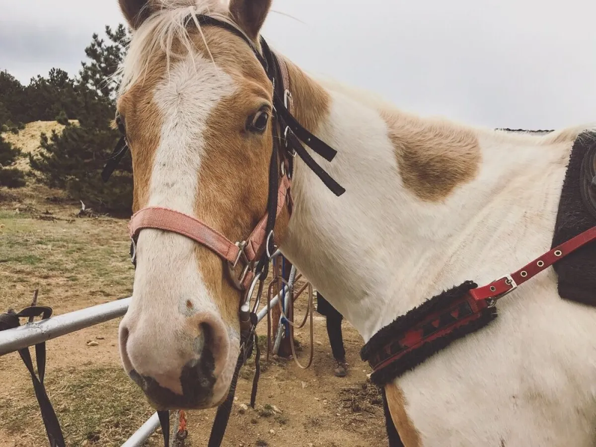 horseback riding in idaho springs colorado