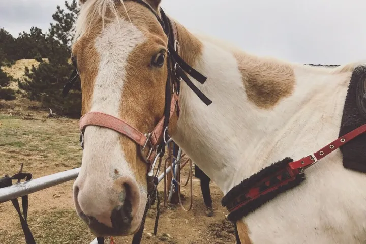 horseback riding in idaho springs colorado