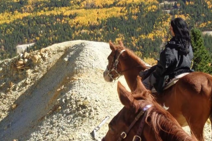 a brown horse